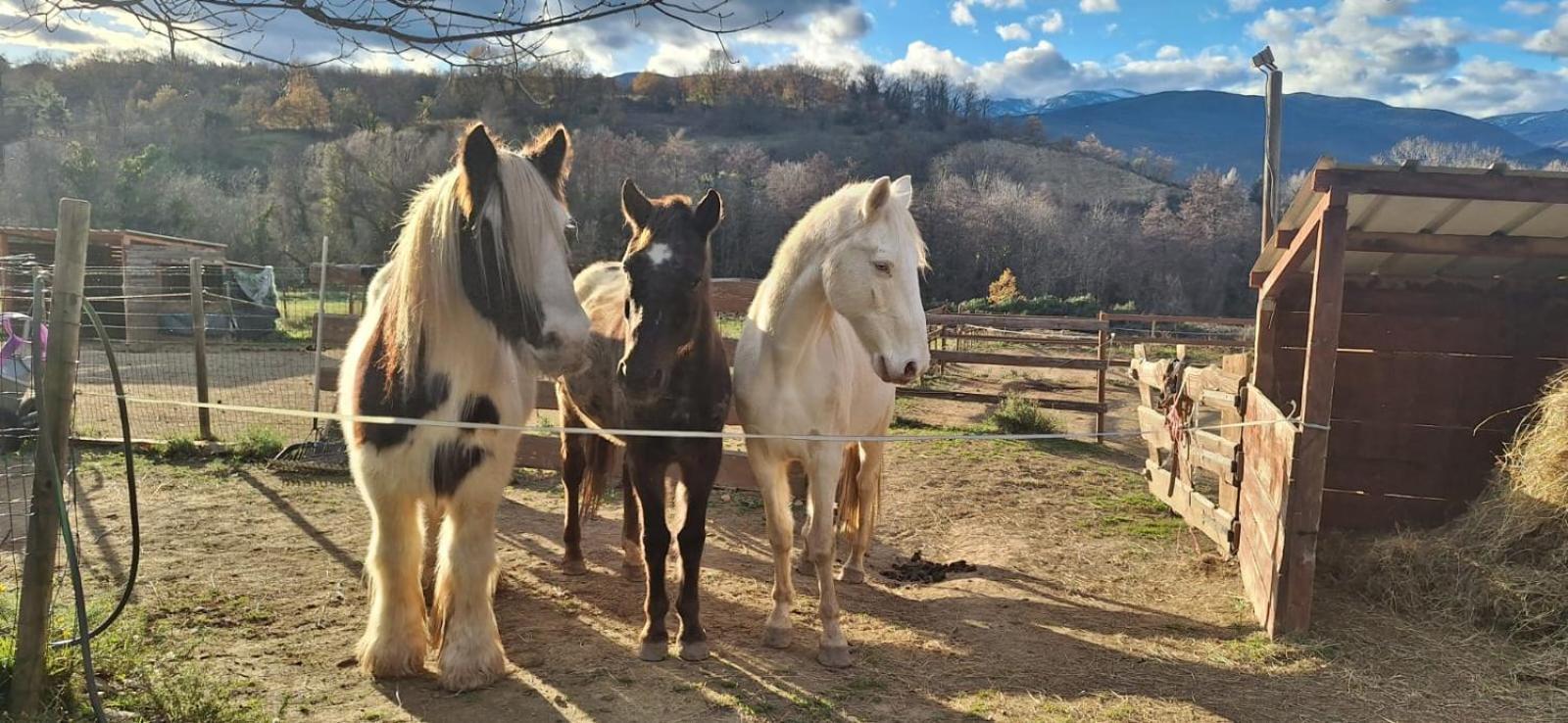 Chambre D'Hotes Le Petit Ranch Bed & Breakfast Los Masos ภายนอก รูปภาพ